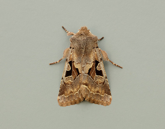 73.249 BF2190 Hebrew Character Orthosia gothica