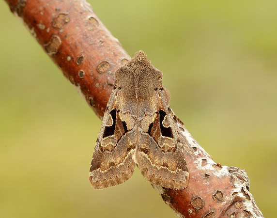 73.249 BF2190 Hebrew Character Orthosia gothica