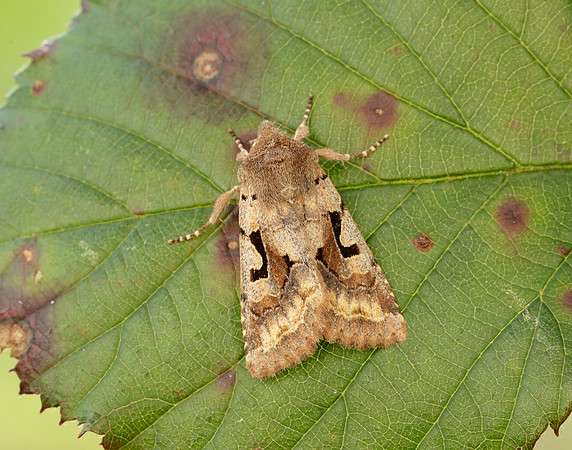 73.249 BF2190 Hebrew Character Orthosia gothica