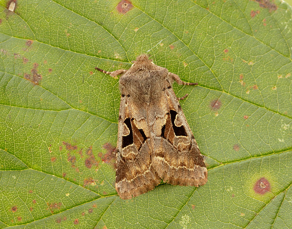 73.249 BF2190 Hebrew Character Orthosia gothica