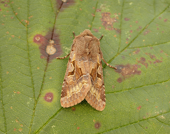 73.249 BF2190 Hebrew Character Orthosia gothica