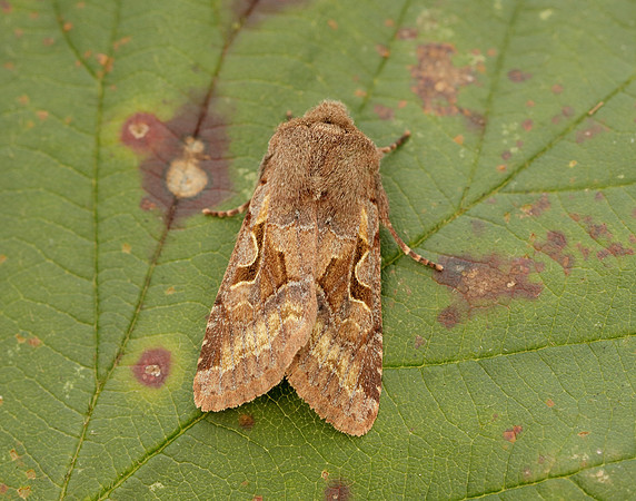 73.249 BF2190 Hebrew Character Orthosia gothica