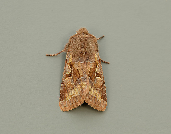 73.249 BF2190 Hebrew Character Orthosia gothica