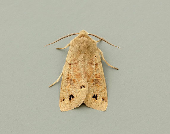 73.250 BF2189 Twin-spotted Quaker Anorthoa munda