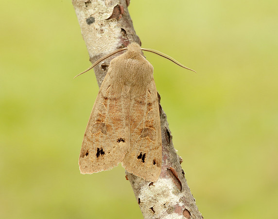 73.250 BF2189 Twin-spotted Quaker Anorthoa munda