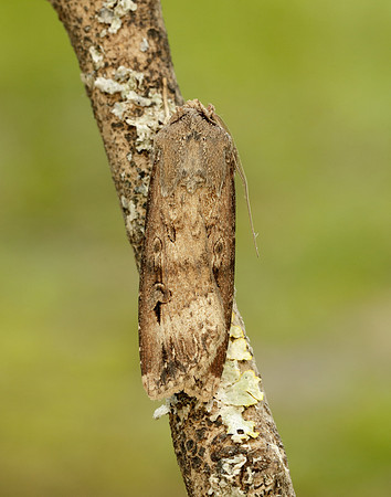 73.327 BF2091 Dark Sword-grass Agrotis ipsilon