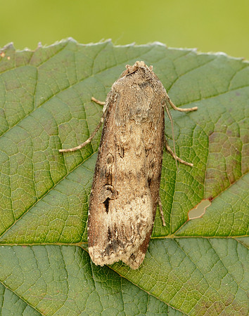 73.327 BF2091 Dark Sword-grass Agrotis ipsilon