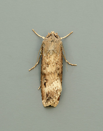 73.327 BF2091 Dark Sword-grass Agrotis ipsilon
