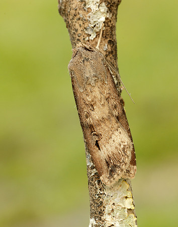 73.327 BF2091 Dark Sword-grass Agrotis ipsilon