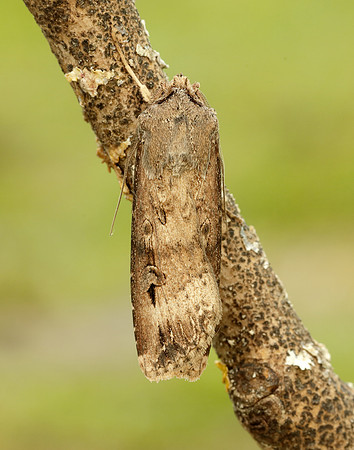 73.327 BF2091 Dark Sword-grass Agrotis ipsilon