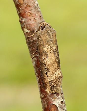 73.327 BF2091 Dark Sword-grass Agrotis ipsilon