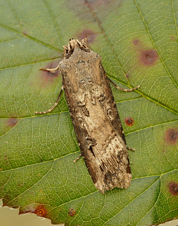 73.327 BF2091 Dark Sword-grass Agrotis ipsilon