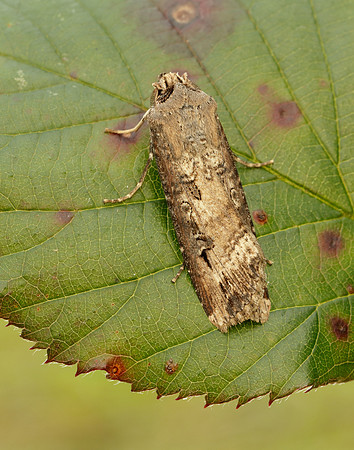 73.327 BF2091 Dark Sword-grass Agrotis ipsilon