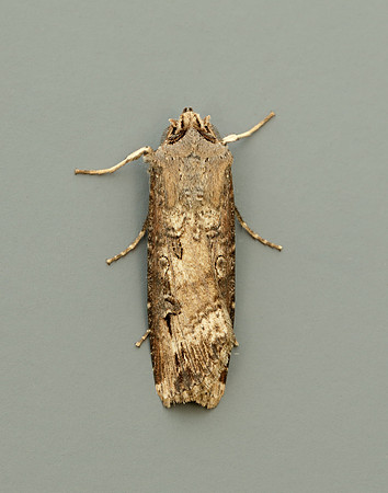 73.327 BF2091 Dark Sword-grass Agrotis ipsilon