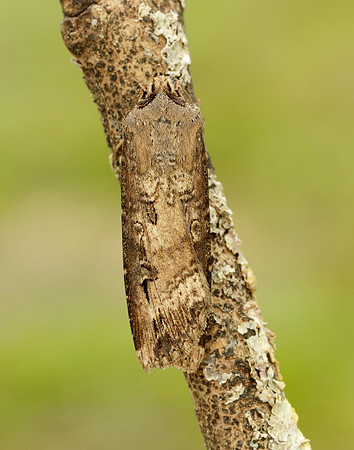 73.327 BF2091 Dark Sword-grass Agrotis ipsilon