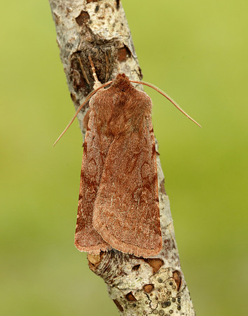 73.336 BF2139 Red Chestnut Cerastis rubricosa