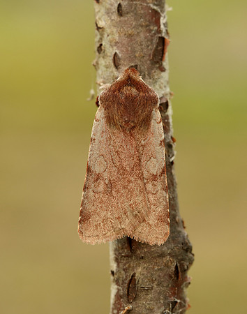 73.336 BF2139 Red Chestnut Cerastis rubricosa