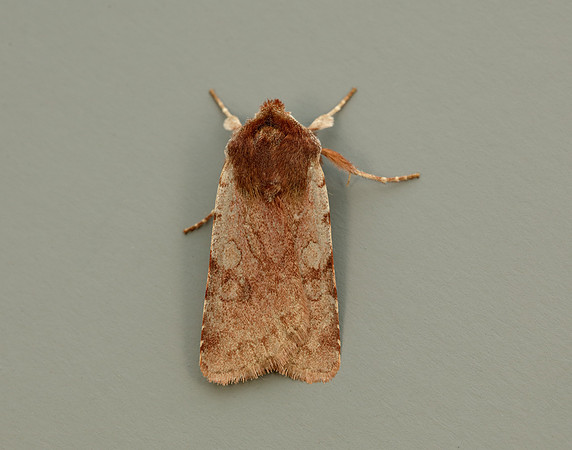 73.336 BF2139 Red Chestnut Cerastis rubricosa