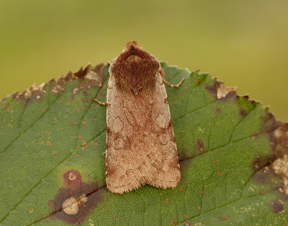 73.336 BF2139 Red Chestnut Cerastis rubricosa
