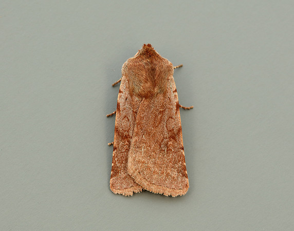 73.336 BF2139 Red Chestnut Cerastis rubricosa