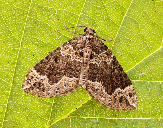 70.104 BF1751 Devon Carpet Lampropteryx otregiata