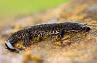 Great Crested Newt Triturus cristatus;