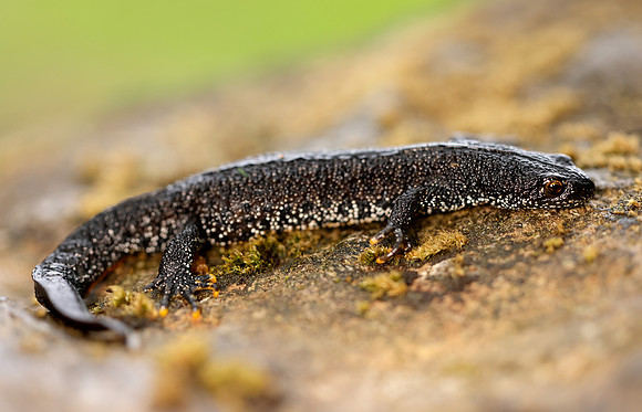 Great Crested Newt Triturus cristatus;