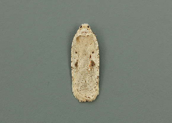 32.007 BF701 Agonopterix ocellana