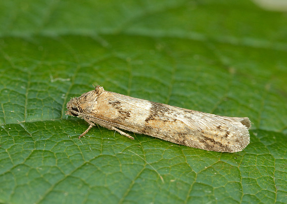 49.044 BF1025 Tortricodes alternella