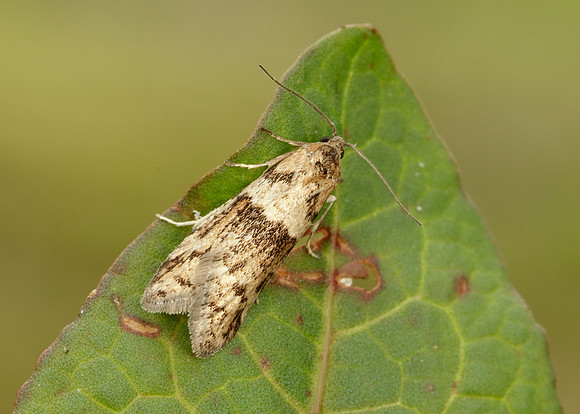 49.044 BF1025 Tortricodes alternella