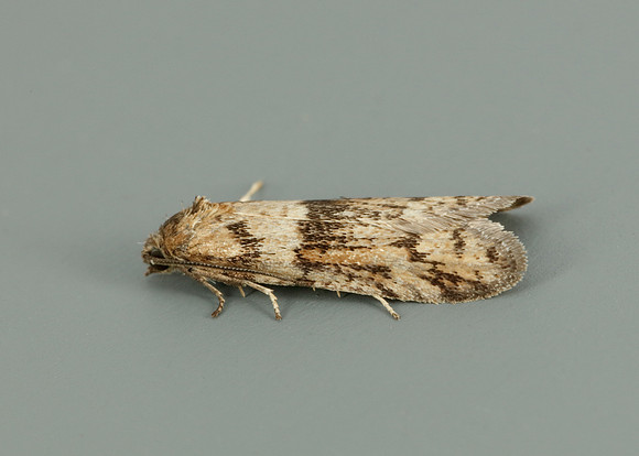 49.044 BF1025 Tortricodes alternella