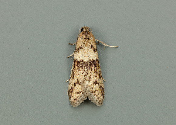 49.044 BF1025 Tortricodes alternella