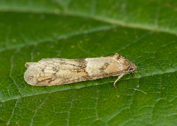 49.044 BF1025 Tortricodes alternella