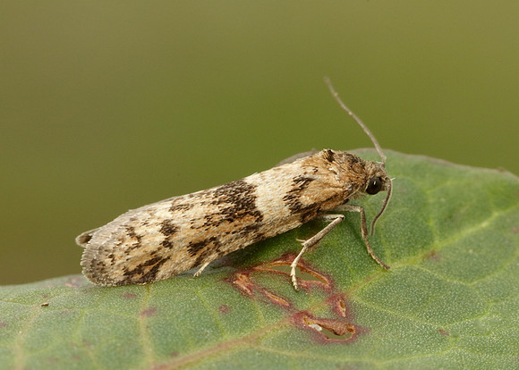 49.044 BF1025 Tortricodes alternella