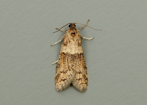 49.044 BF1025 Tortricodes alternella