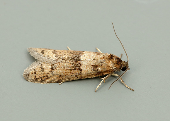 49.044 BF1025 Tortricodes alternella
