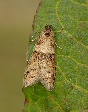 49.044 BF1025 Tortricodes alternella
