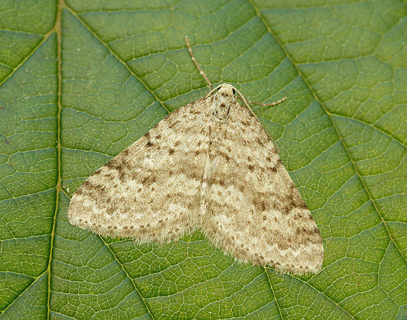 70.101 BF1775 Mottled Grey Colostygia multistrigaria