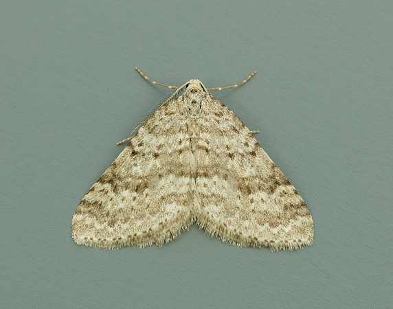 70.101 BF1775 Mottled Grey Colostygia multistrigaria