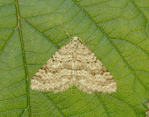 70.101 BF1775 Mottled Grey Colostygia multistrigaria