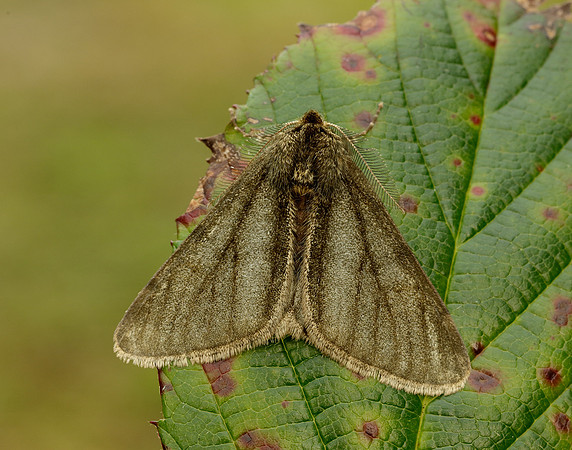 70.247 BF1926 Pale Brindled Beauty Phigalia pilosaria