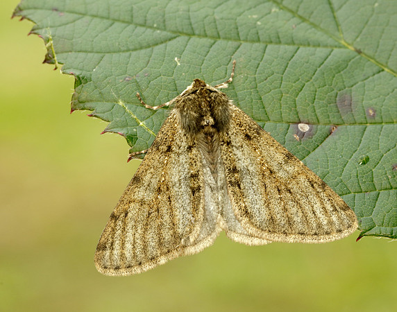 70.247 BF1926 Pale Brindled Beauty Phigalia pilosaria