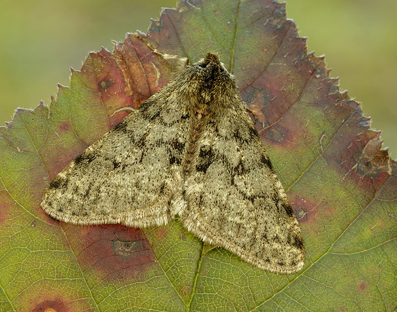 70.247 BF1926 Pale Brindled Beauty Phigalia pilosaria