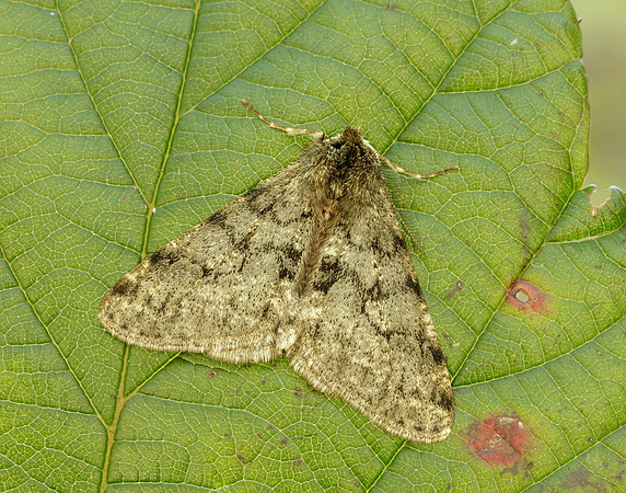 70.247 BF1926 Pale Brindled Beauty Phigalia pilosaria