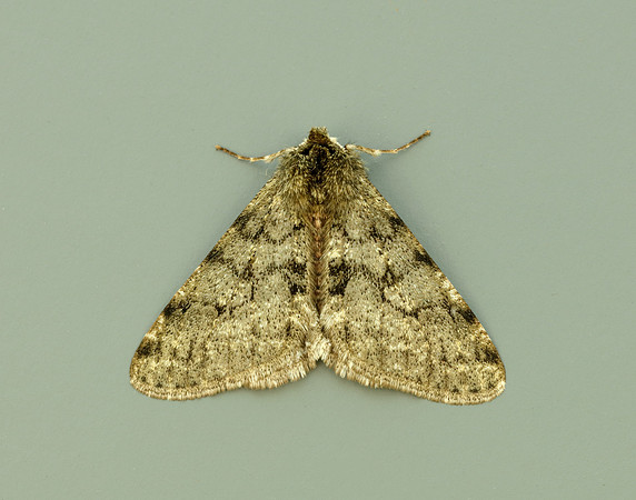 70.247 BF1926 Pale Brindled Beauty Phigalia pilosaria