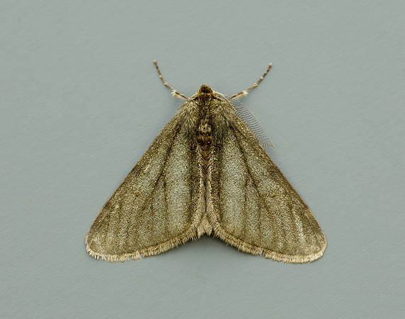 70.247 BF1926 Pale Brindled Beauty Phigalia pilosaria