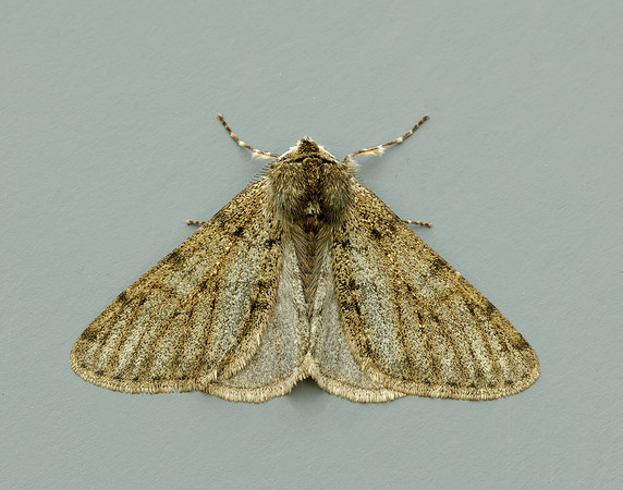 70.247 BF1926 Pale Brindled Beauty Phigalia pilosaria