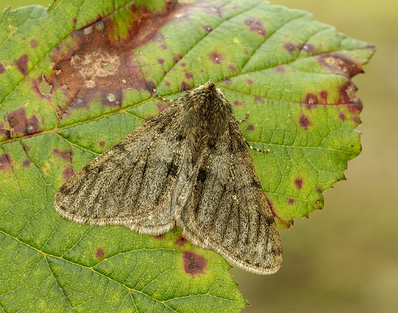 70.247 BF1926 Pale Brindled Beauty Phigalia pilosaria