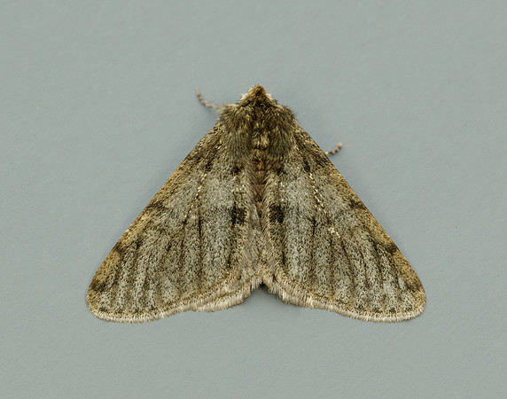 70.247 BF1926 Pale Brindled Beauty Phigalia pilosaria