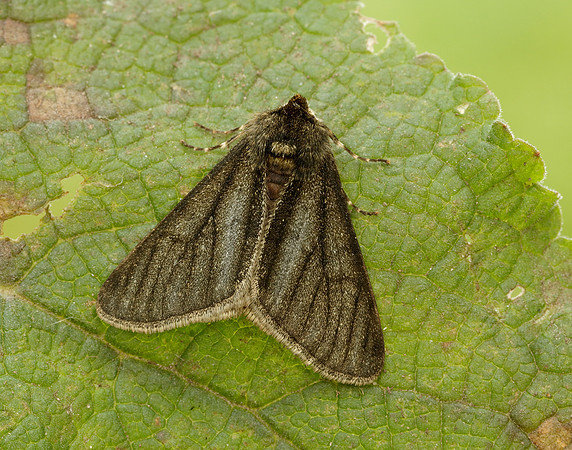 70.247 BF1926 Pale Brindled Beauty Phigalia pilosaria